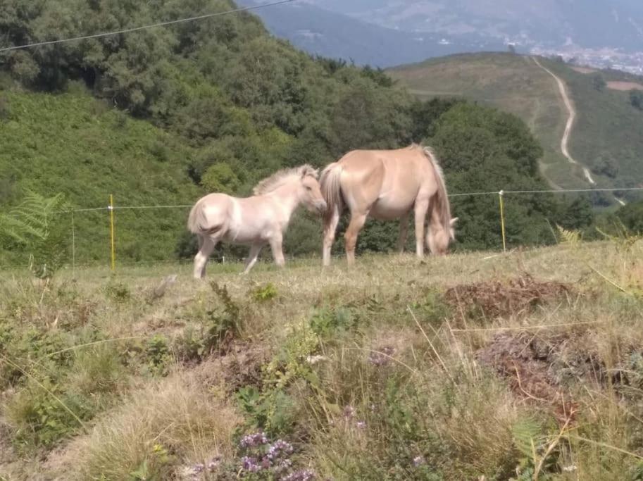 Gite La Grangette De Pauline Mercus-Garrabet Eksteriør bilde
